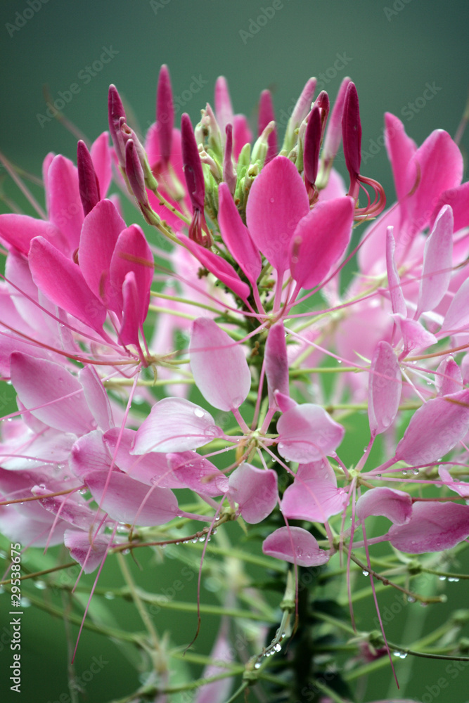 Obraz premium Mountain dew and flower..