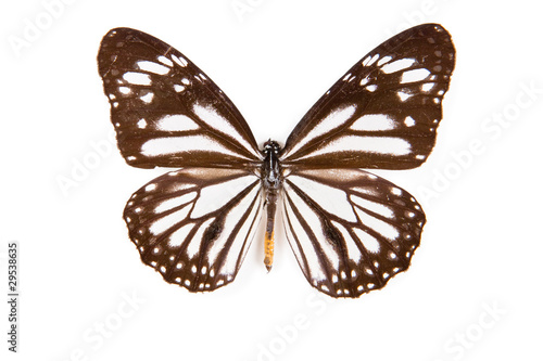 Black and white Butterfly Danaus melanipus isolated