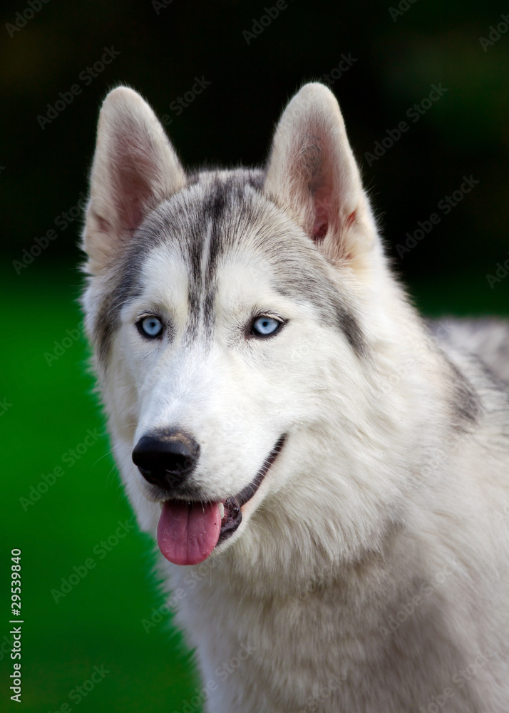 Siberian Husky