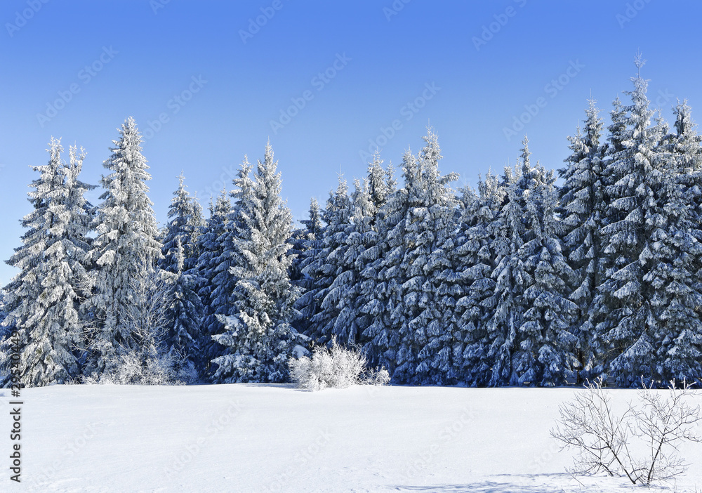 winter frozen forest