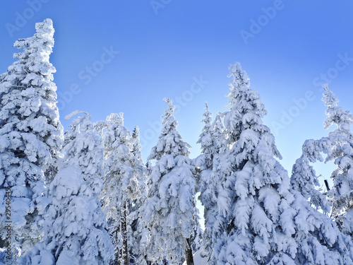 snow covered trees in the mountain