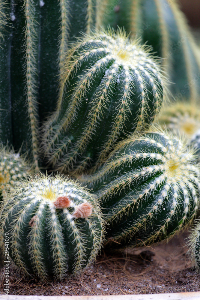 Cactus.. Cactus..