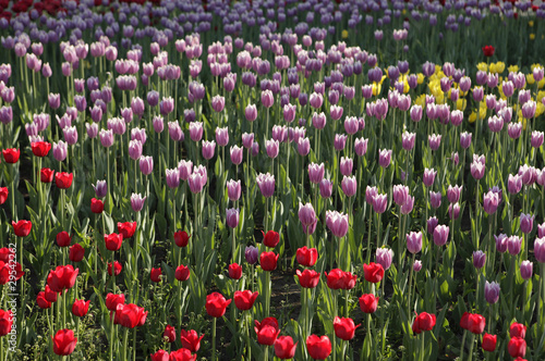Wallpaper Mural blooming tulips Torontodigital.ca