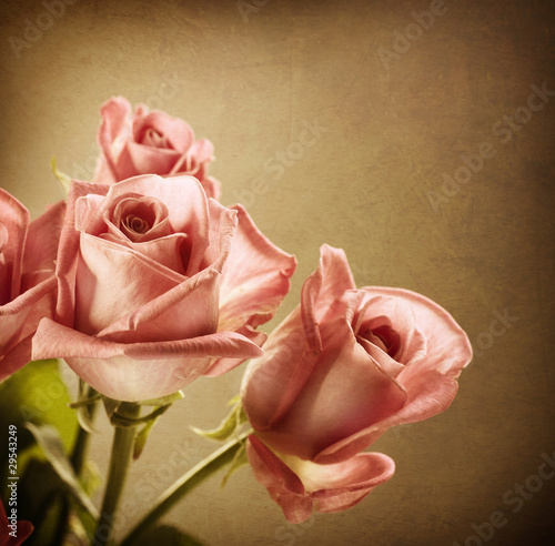 Beautiful Pink Roses. Vintage Styled. Sepia toned