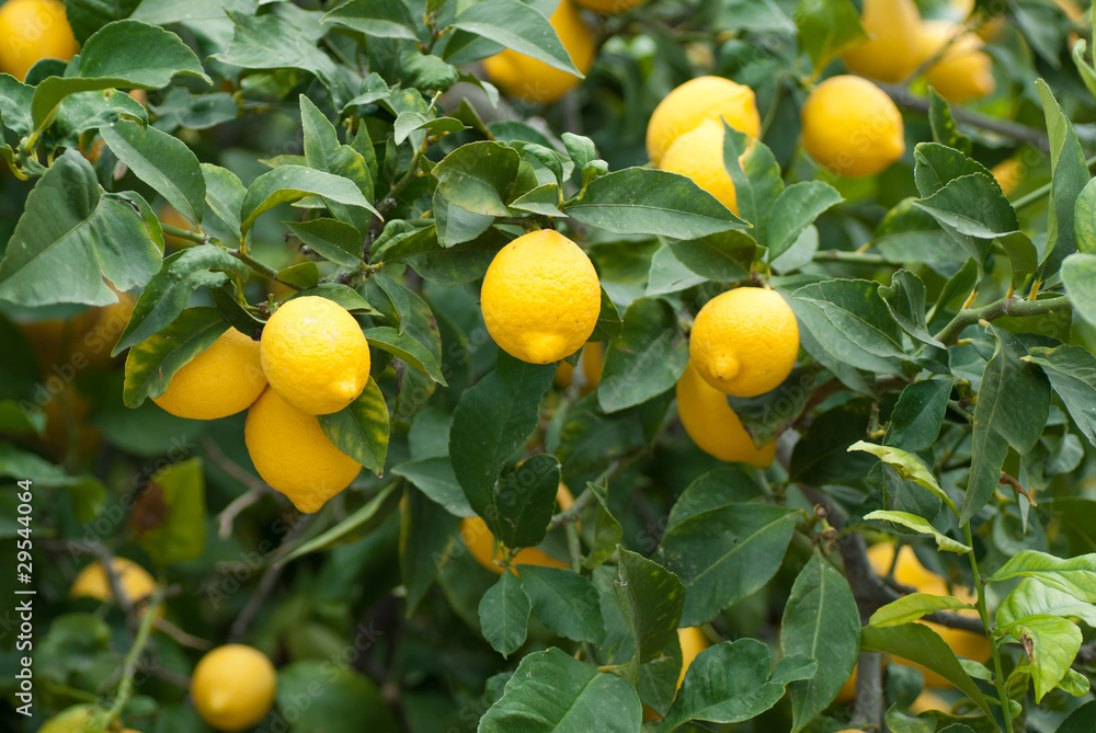 Lemon tree