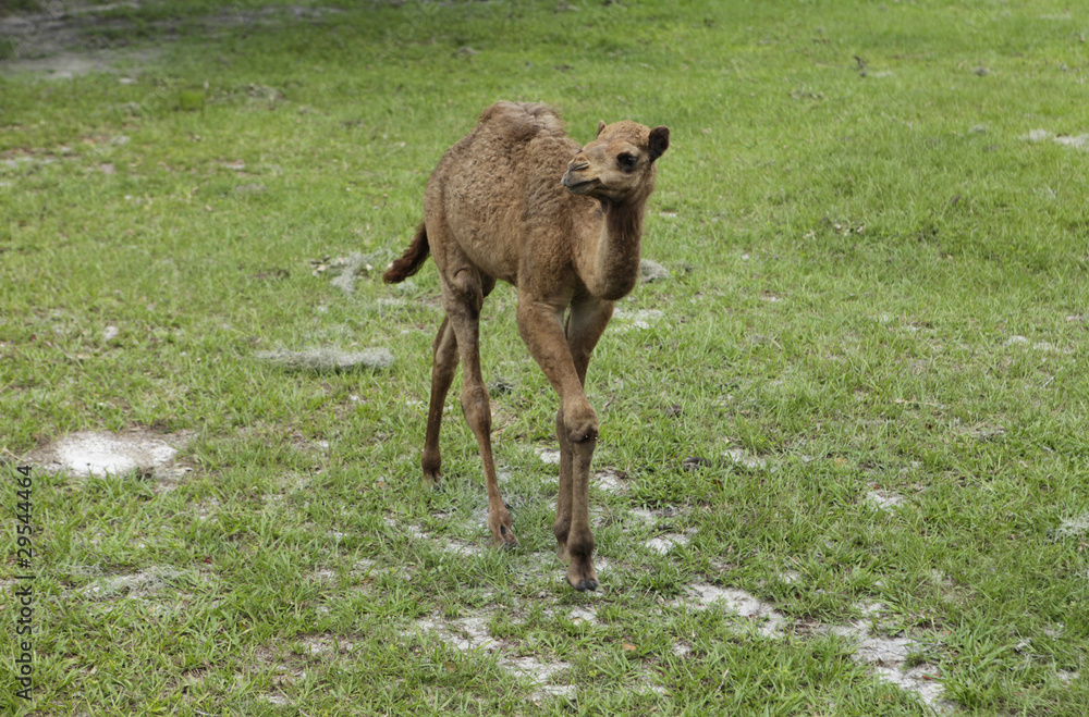 Fototapeta premium baby camel