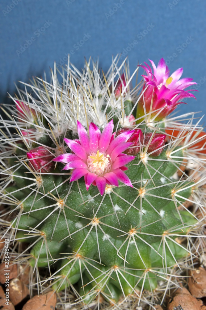 Blooming cactus Blooming cactus