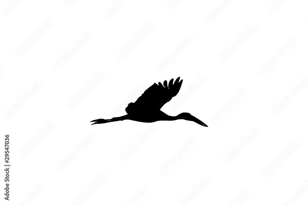 Obraz premium Asian Open Bill Stork