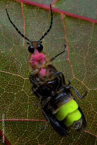 Firefly - Lightning Bug photo