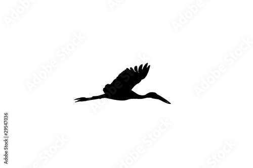 Asian Open Bill Stork