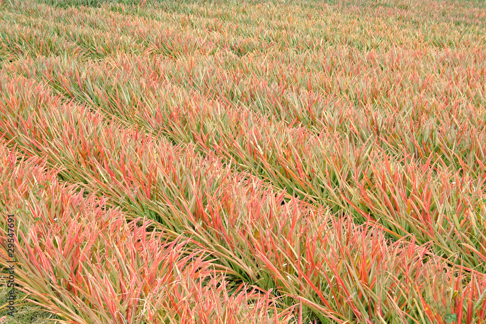 Champ d'ananas Victoria