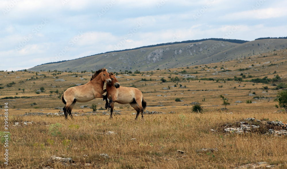 couple de petits chevaux sauvage de przewalski en liberté couple de petits chevaux sauvage de przewalski en liberté
