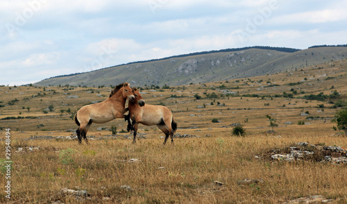 couple de petits chevaux sauvage de przewalski en liberté