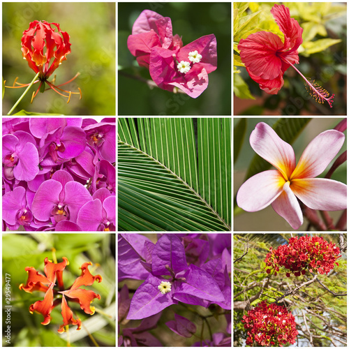 Fototapeta Naklejka Na Ścianę i Meble -  Collage de fleurs tropicales