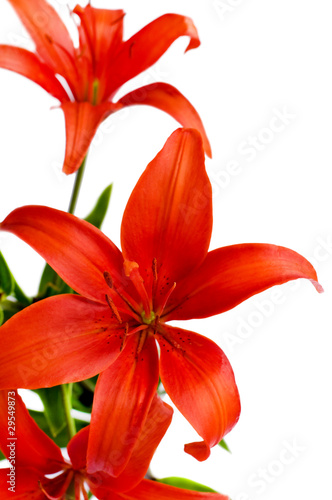 Fototapeta Naklejka Na Ścianę i Meble -  Flower Lily closeup