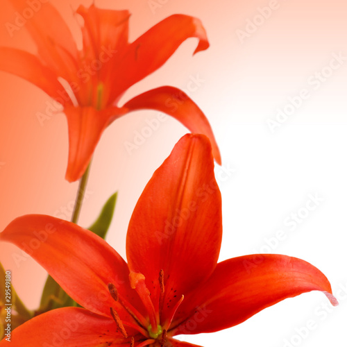 Flower Lily closeup