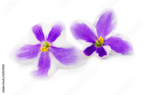 Fototapeta Naklejka Na Ścianę i Meble -  Flowers of violet on white background