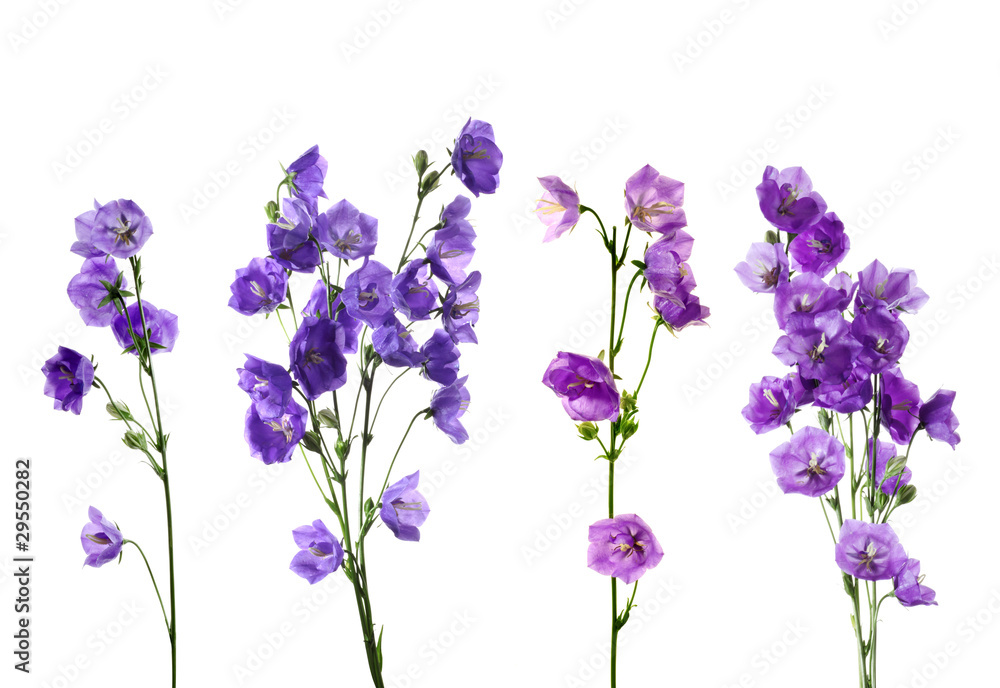 Naklejka premium Fresh bouquet of blue and white bell flowers