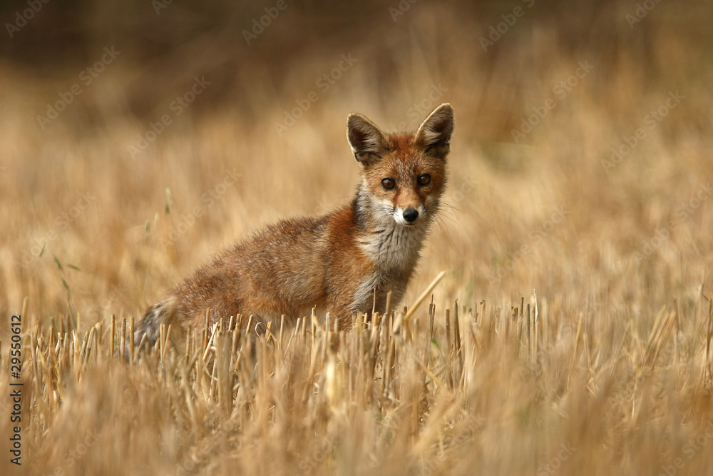 Fototapeta premium renard