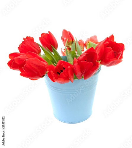 Fototapeta Naklejka Na Ścianę i Meble -  Blue bucket with red tulips over white background