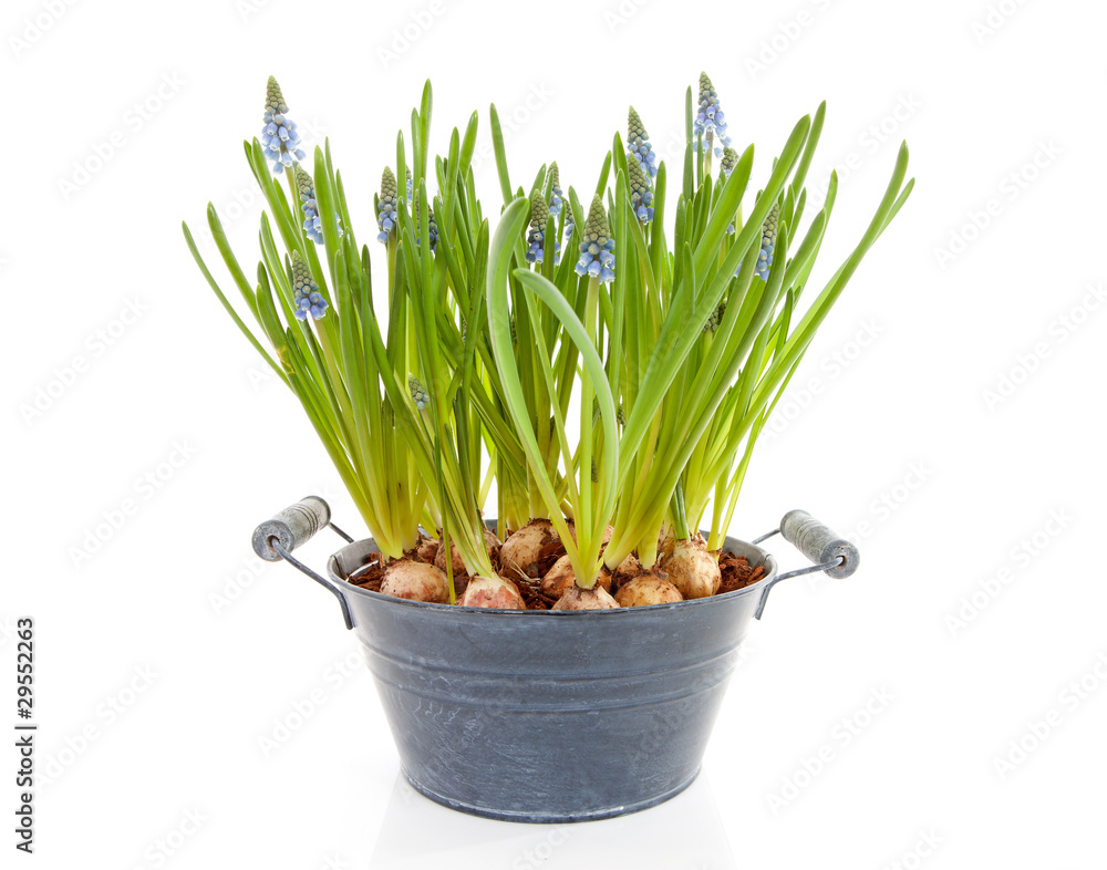 Muscari botryoides flowers also known as blue grape hyacinth Muscari botryoides flowers also known as blue grape hyacinth