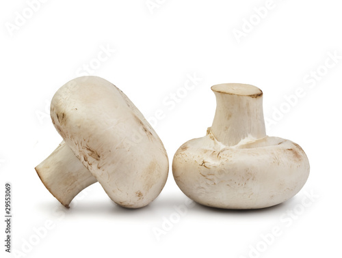 fresh mushrooms isolated