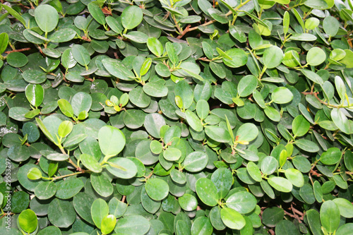Green leaf in Thailand,