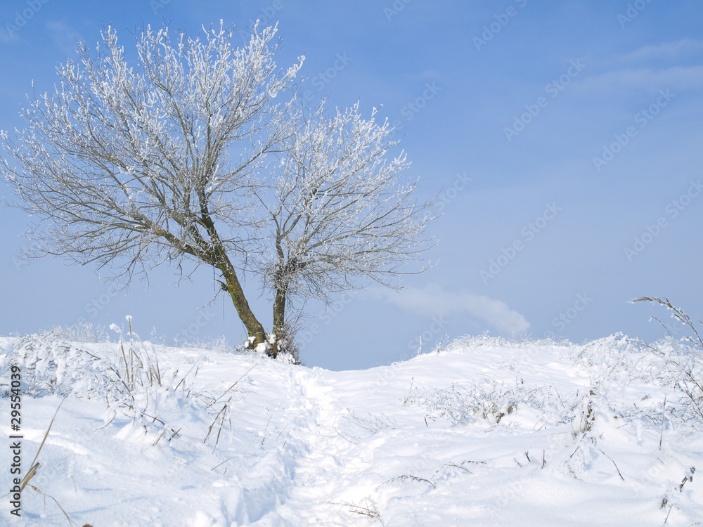 Winter landscape Winter landscape