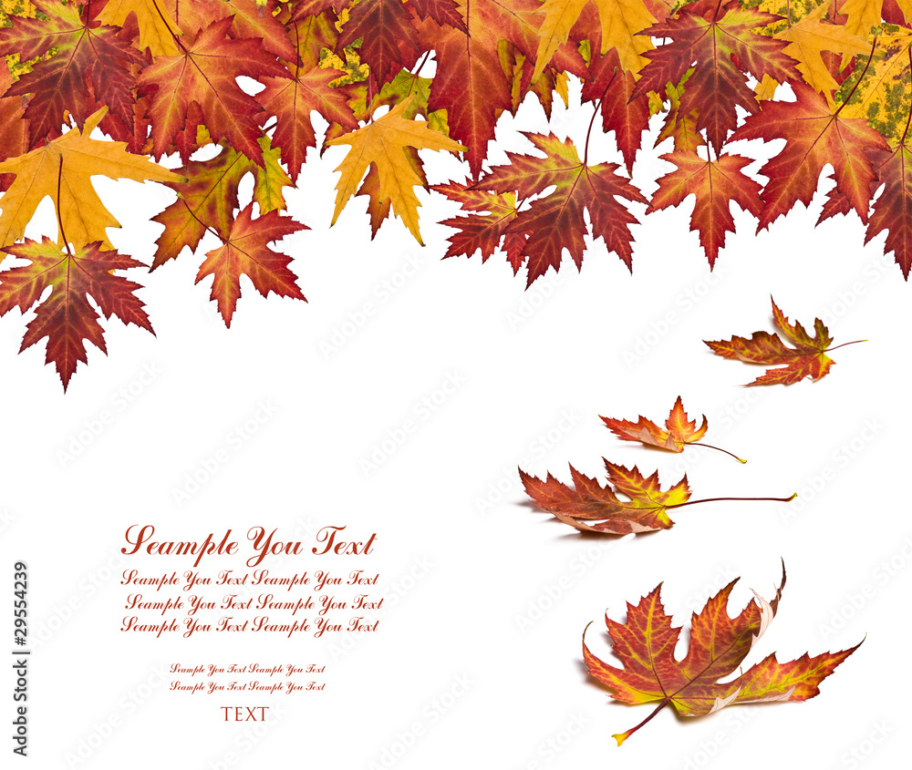 Fototapeta premium Autumn card of colored leafs