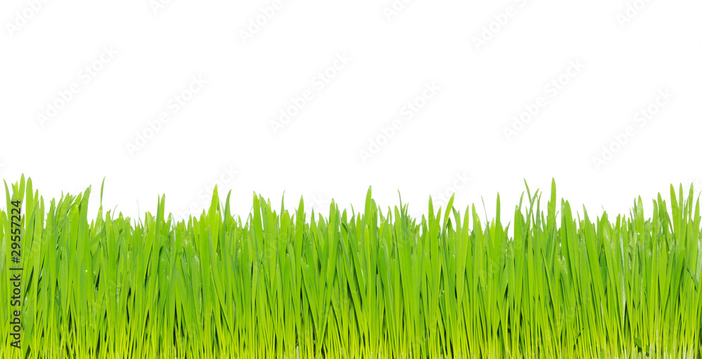 Fototapeta premium green grass