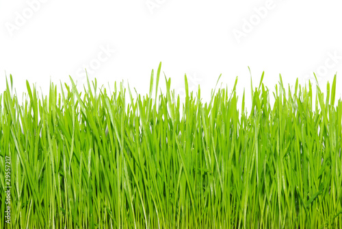 green grass