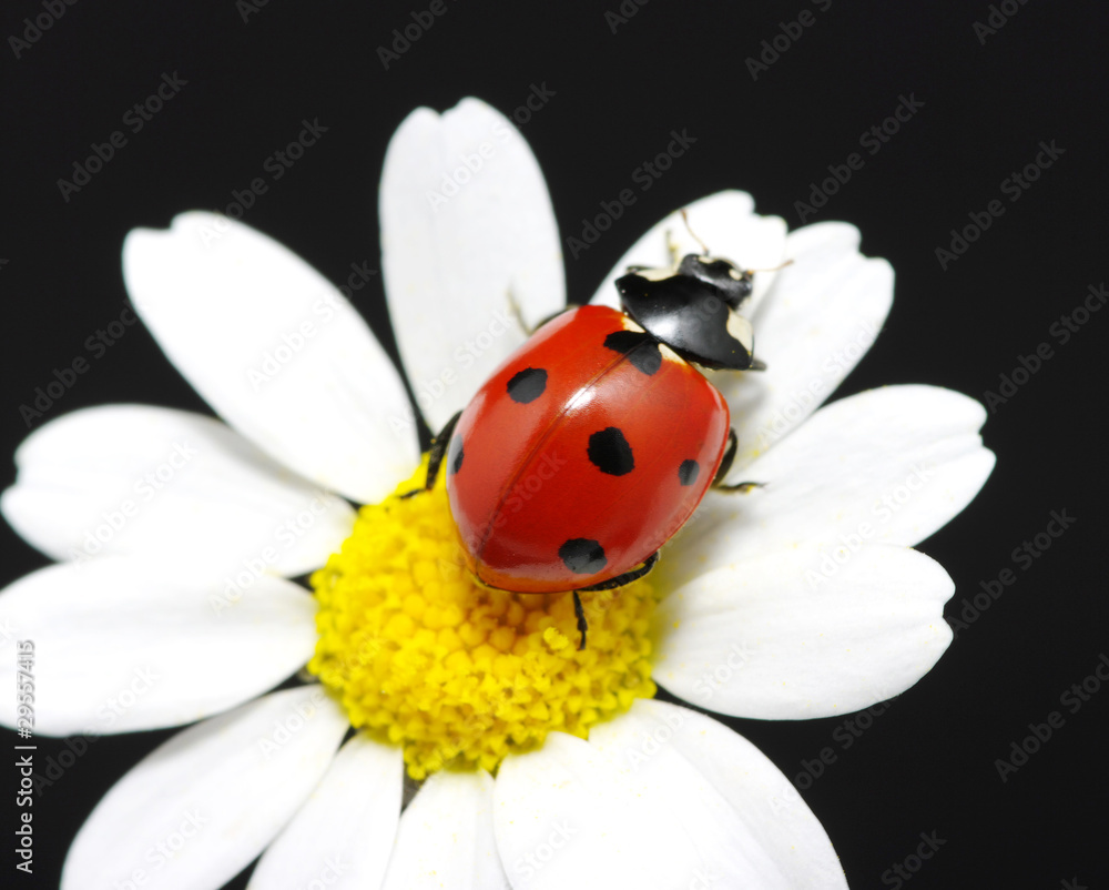 Obraz premium ladybug