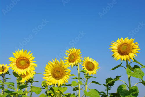 sunflowers