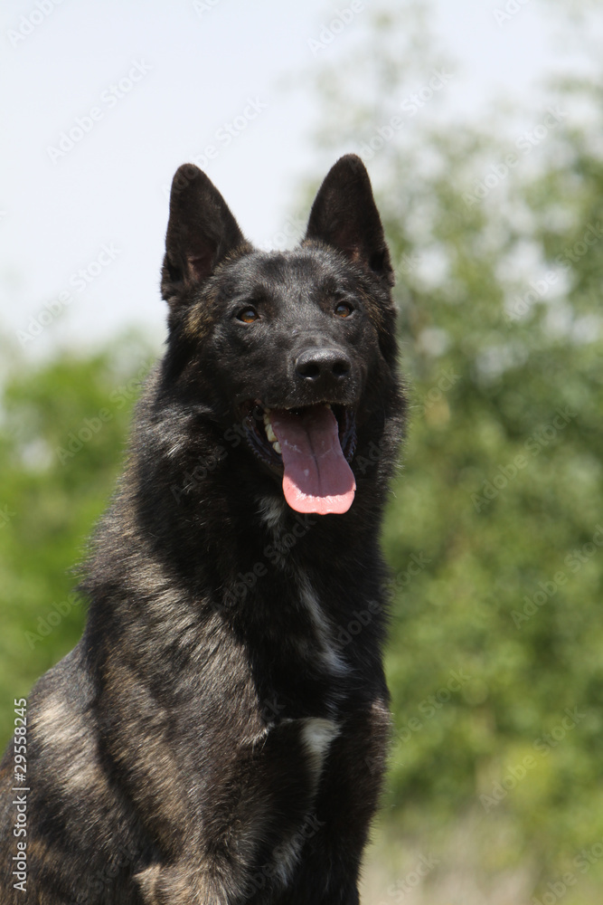 portrait of a dutch shepherd dog