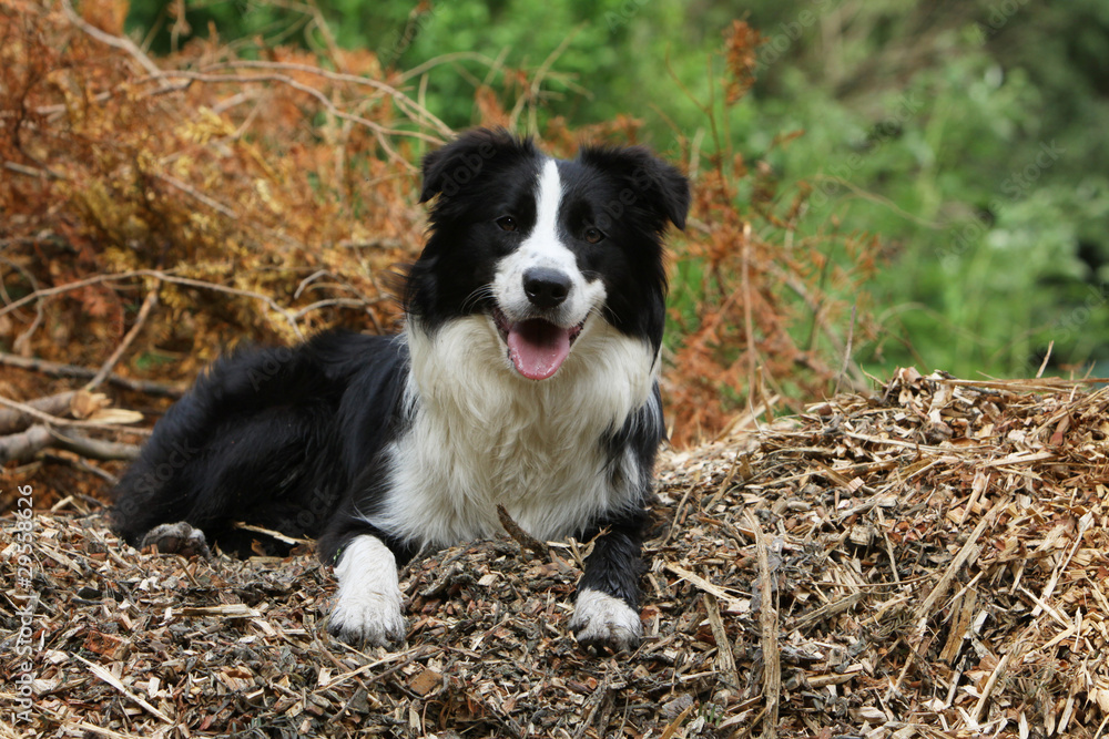 border collie de face border collie de face