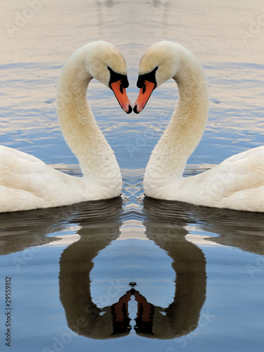 Swan Symmetry Portrait