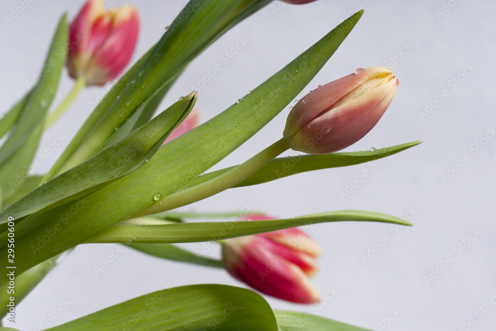 Naklejka premium Tulpen in rosa