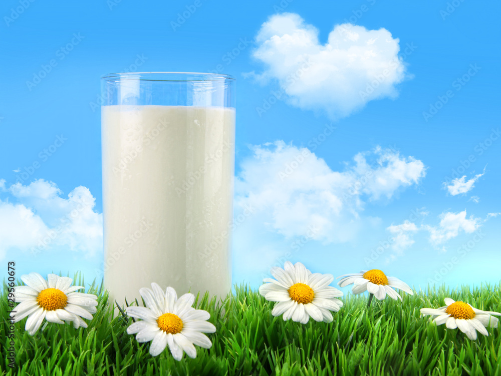Glass of milk in the grass with daisies Glass of milk in the grass with daisies