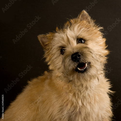 Chien, Cairn Terrier