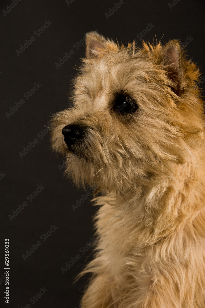 Chien,Cairn Terrier
