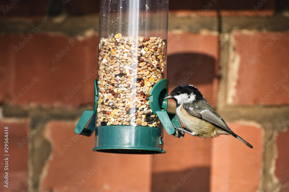 Fototapeta premium Coal Tit on feeder