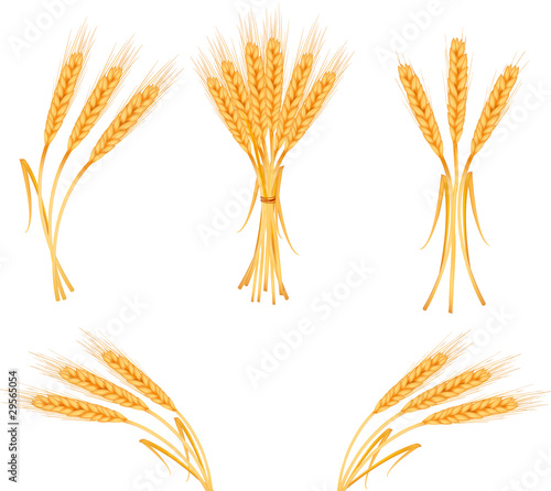 Ripe yellow wheat ears, agricultural vector illustration