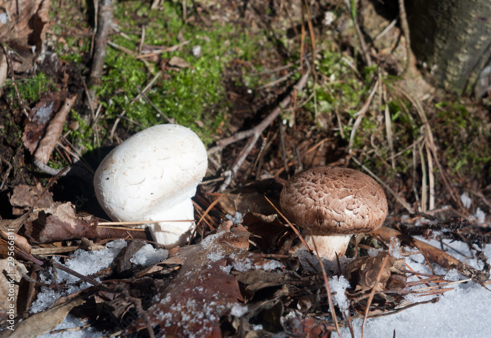 fresh mushrooms in a snowy forest fresh mushrooms in a snowy forest