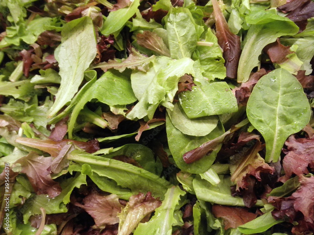 Fototapeta premium Spring Leaf Salad