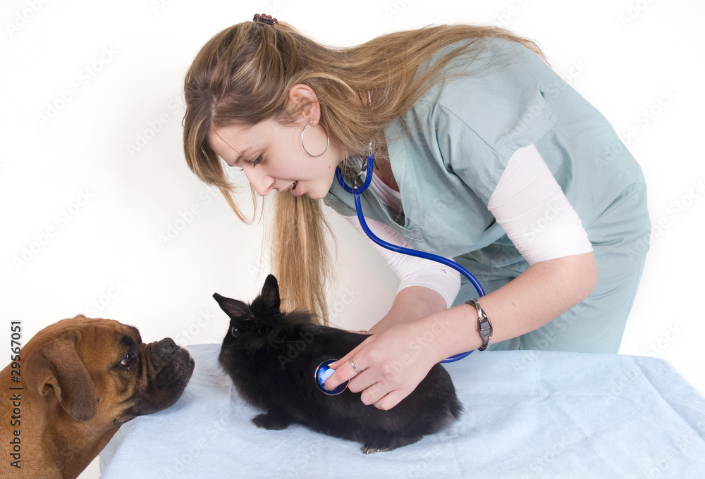 jeune vétérinaire qui soigne des animaux jeune vétérinaire qui soigne des animaux