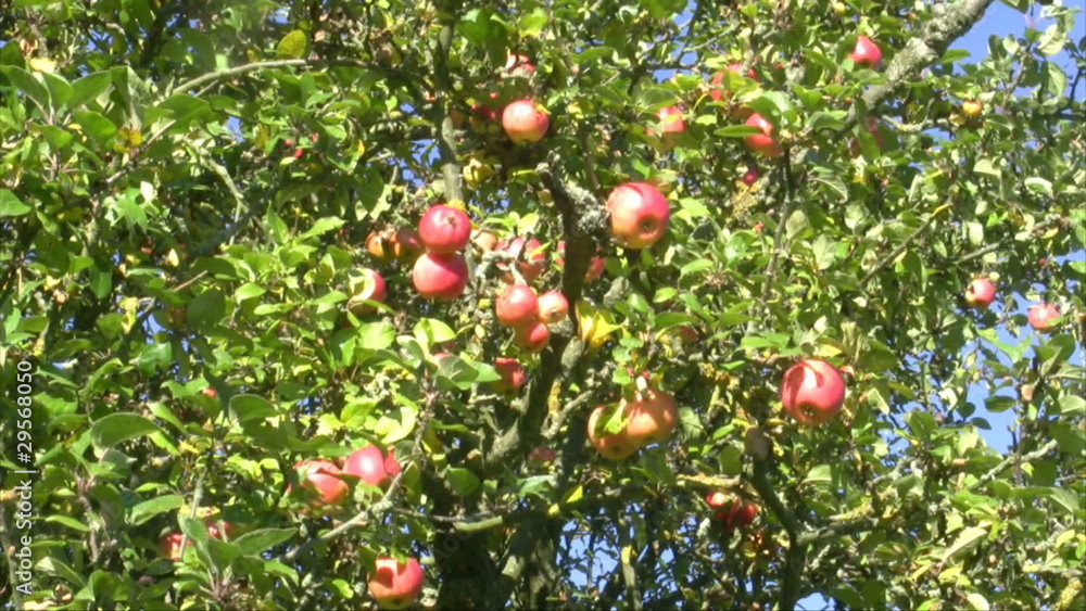 Apfelbaum Apfelbaum