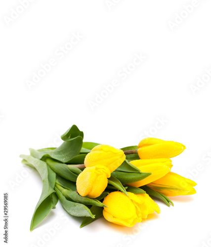 Fototapeta Naklejka Na Ścianę i Meble -  yellow tulips