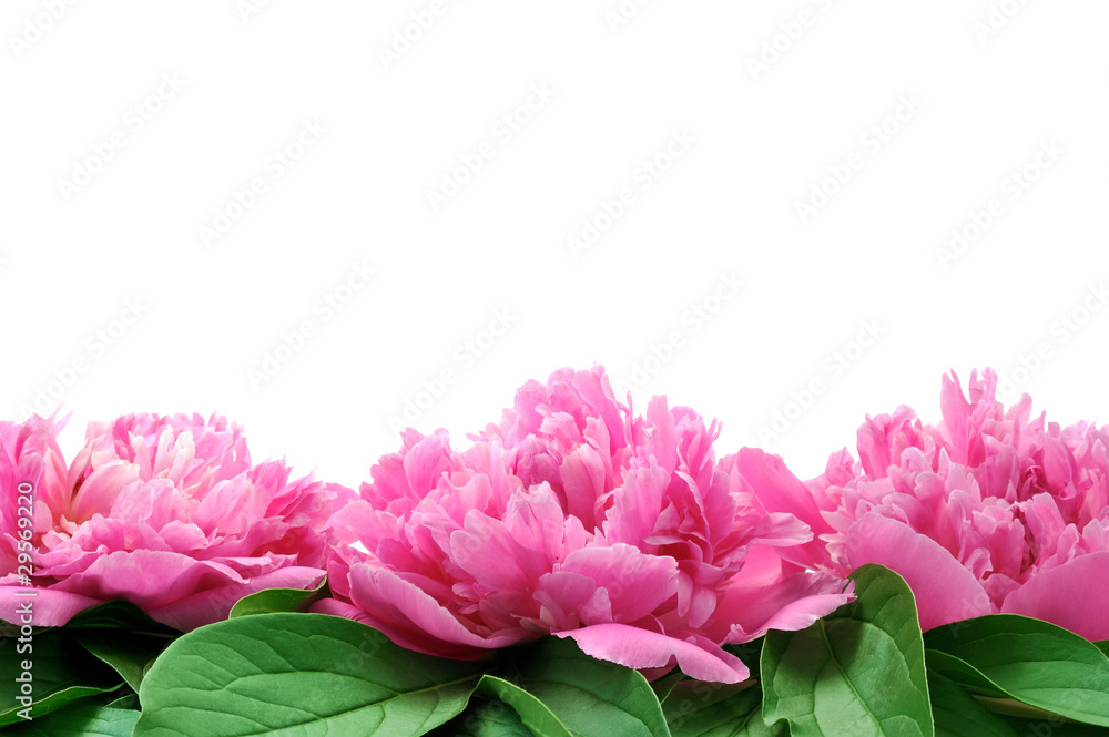 Peony over white background