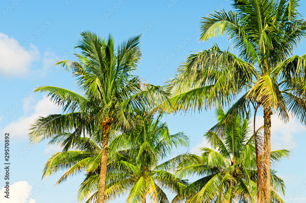 Fototapeta premium Palms trees on the beach during bright day