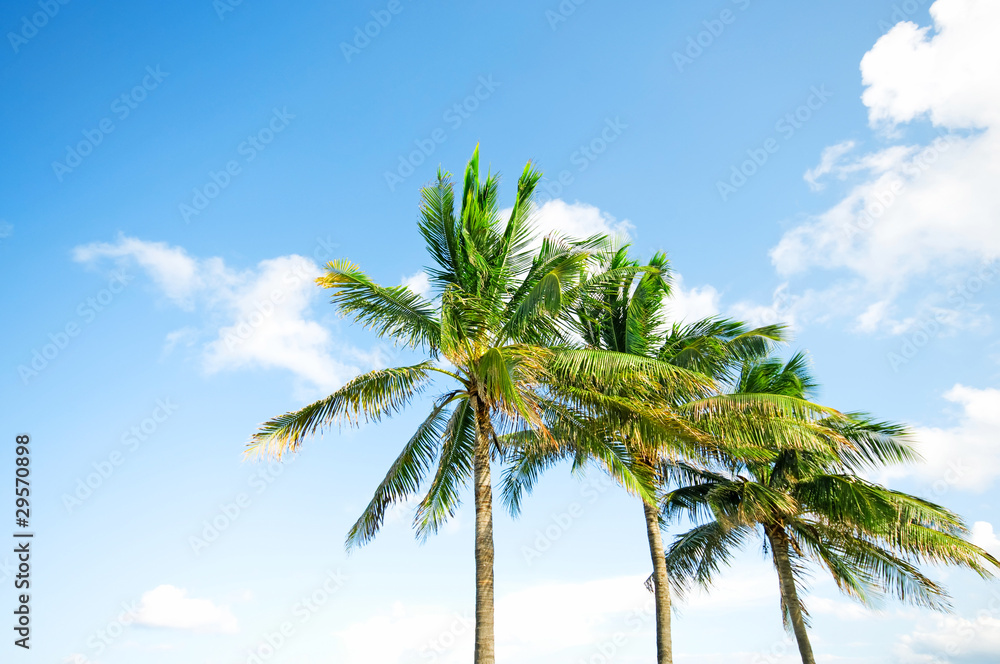 Palms trees on the beach during bright day Palms trees on the beach during bright day